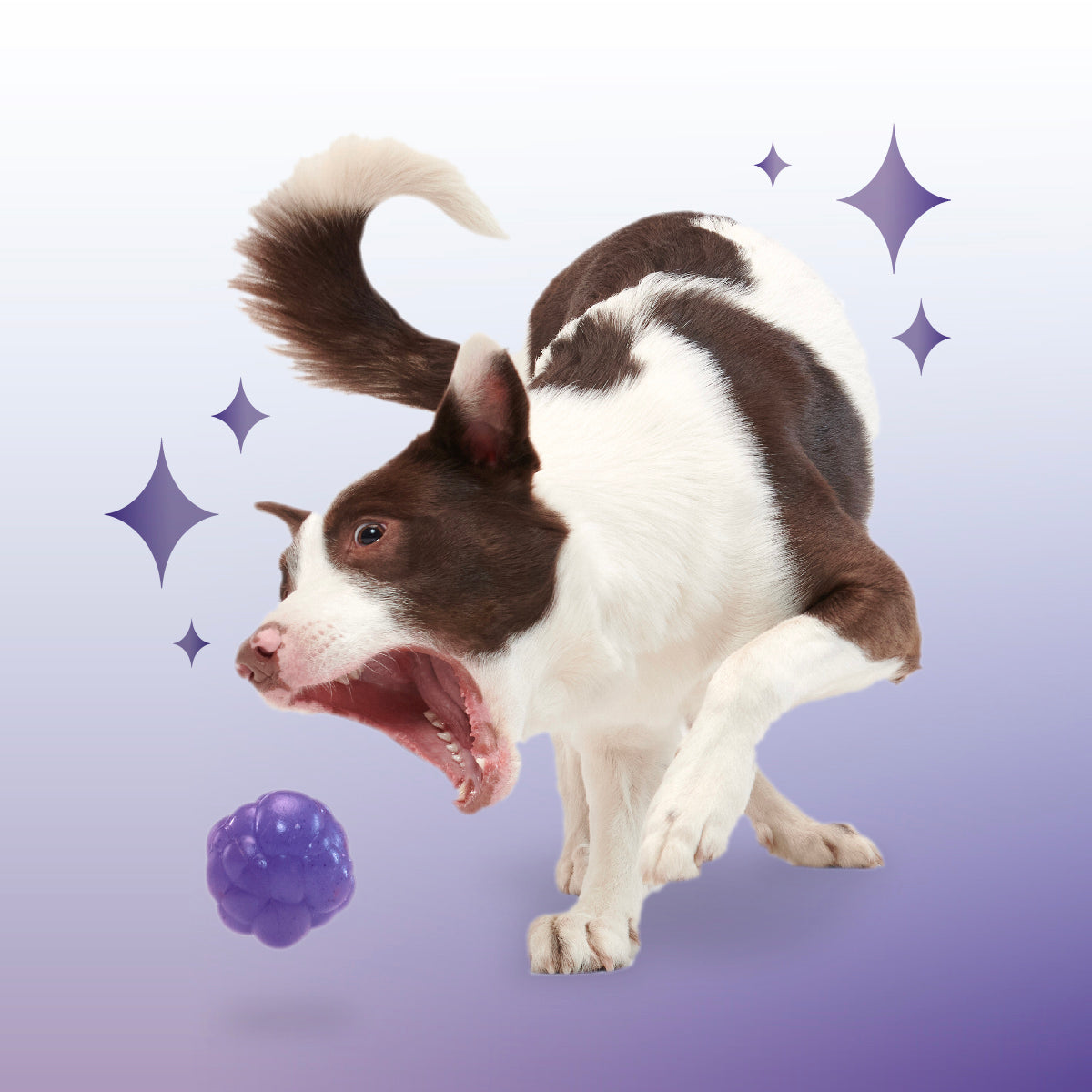 Crystal of the Month Club, Super Chewer Durable Monthly Dog Toys