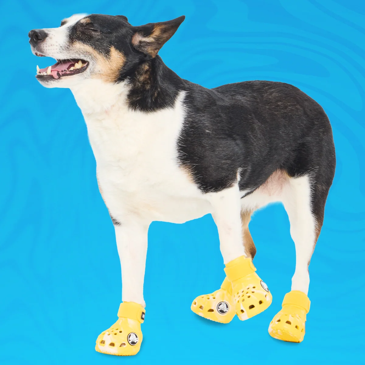 Crocs_Sunflower_OnBlue2_cropped#Color_Sunflower