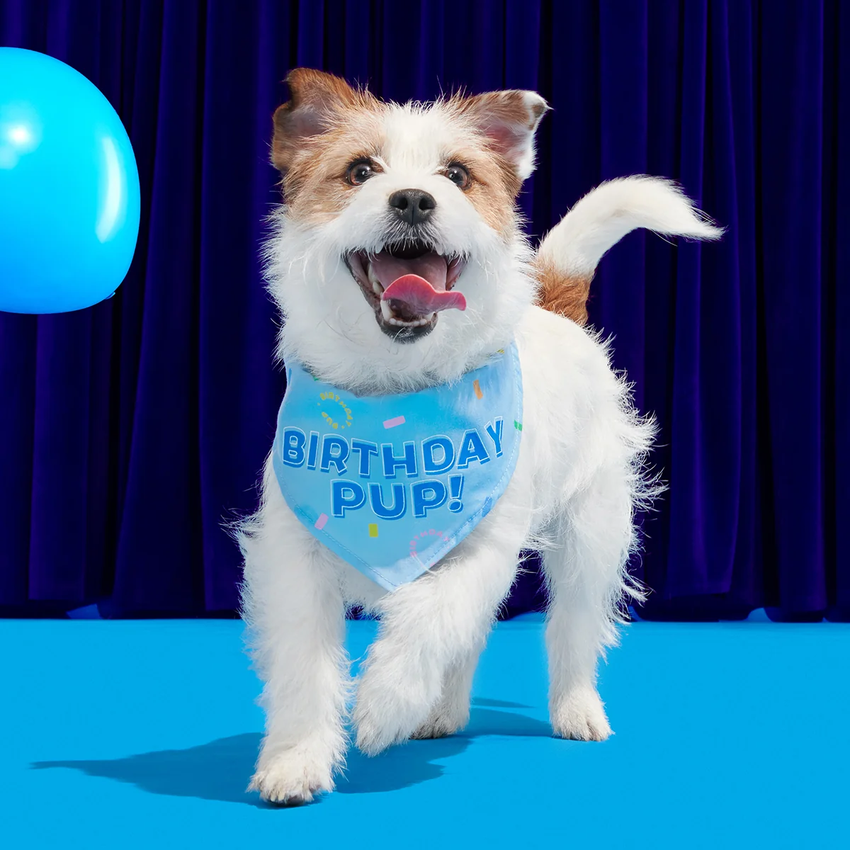 Birthday Super Chewer Box (Toy-Only) - One Month Gift Box#Dog Size_Small Dog