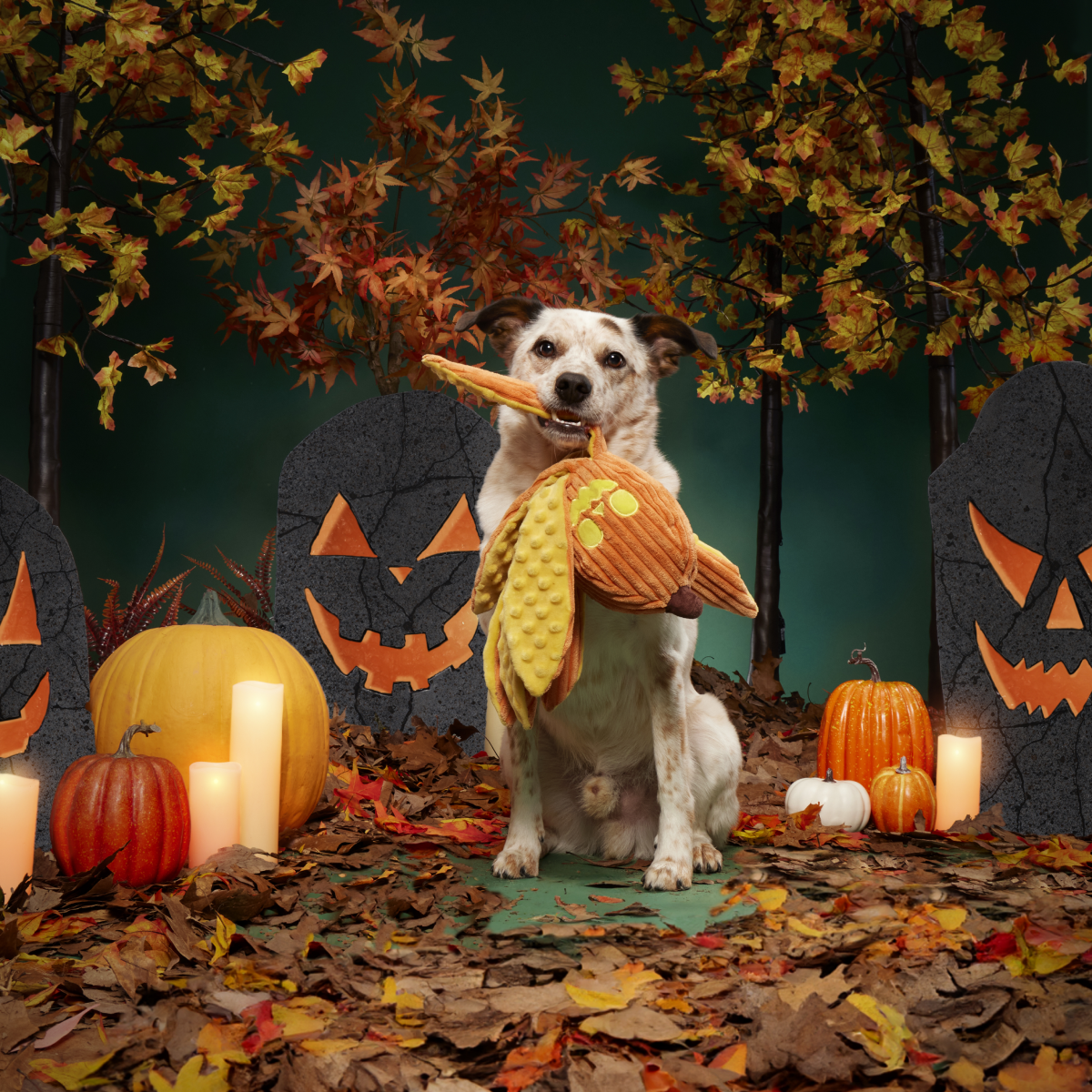 Jack-Ollie Lantern Plush Tug Dog Toy