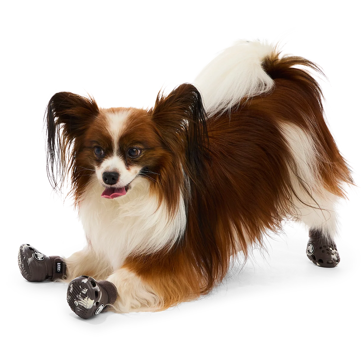 Crocs™ Shoes For Dogs#Color_Espresso