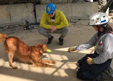 dog playing tug
