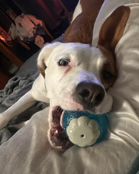 Buddy