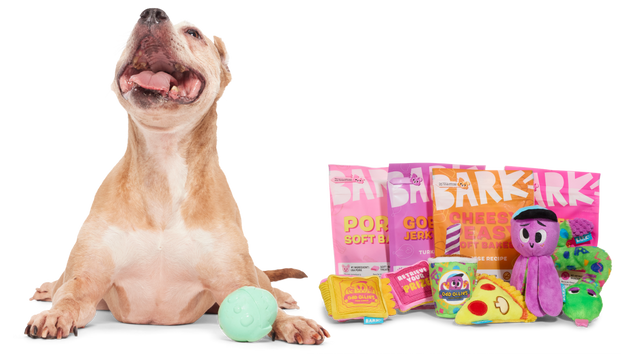 happy dog with toys
