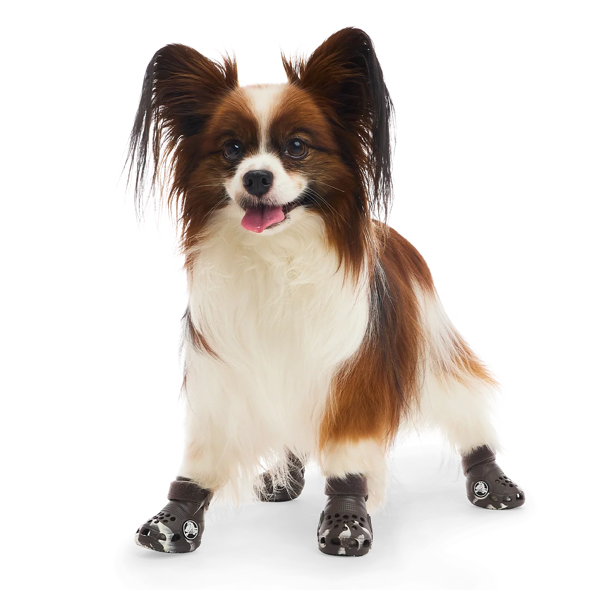 Crocs™ Shoes For Dogs#Color_Espresso