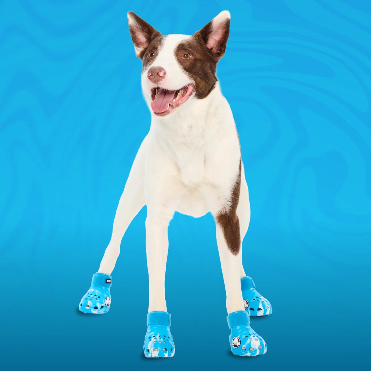 Crocs_-_Marina_-_Lrg_Dog#Color_Marina