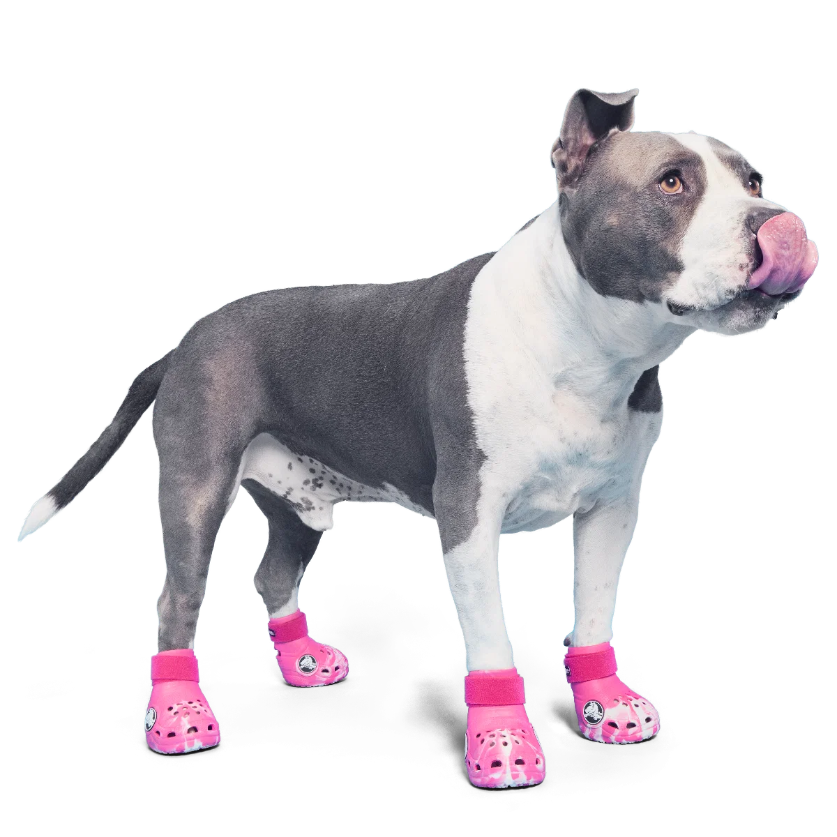 Crocs™ Shoes For Dogs#Color_Dragon Fruit