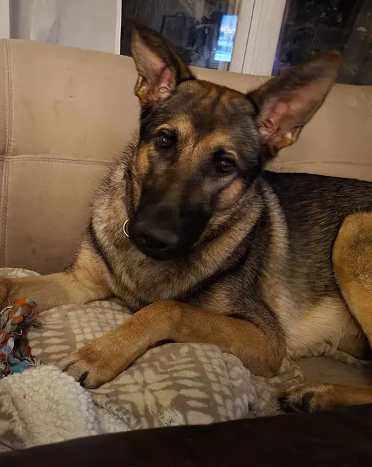 Buddy