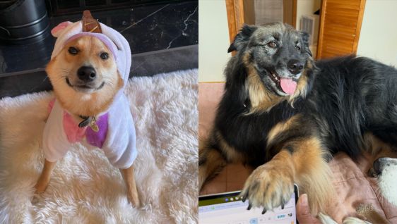Dogs