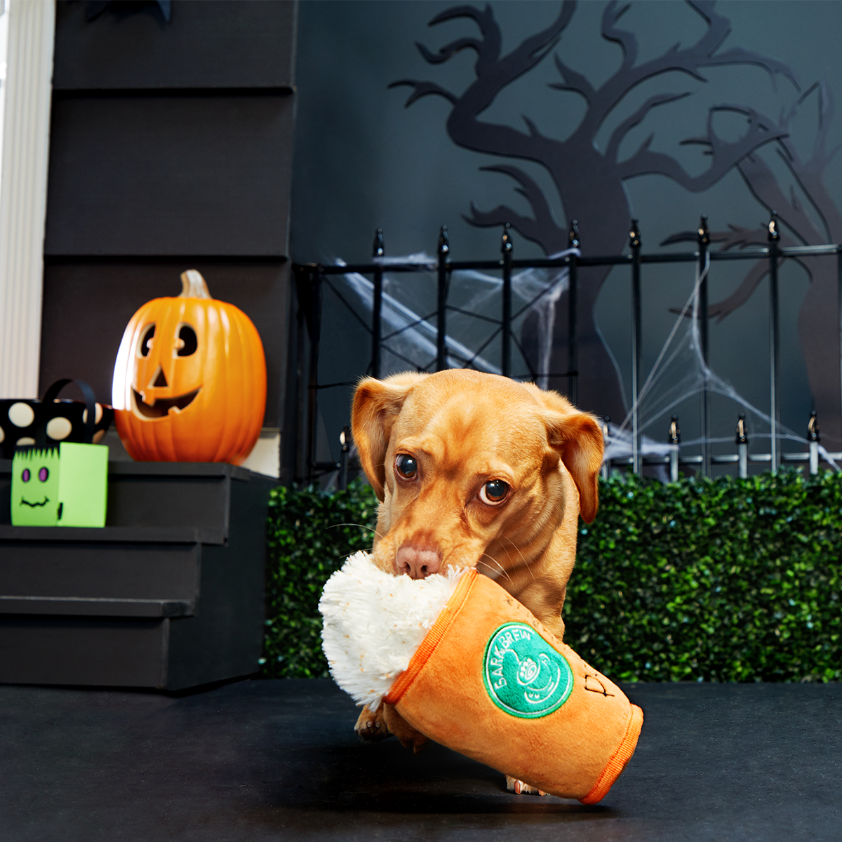 Puggin Spice Latte Plush Dog Toy