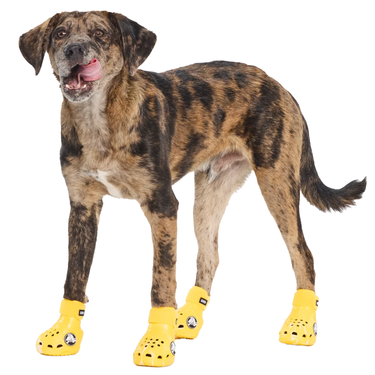 crocs_yellow#Color_Sunflower