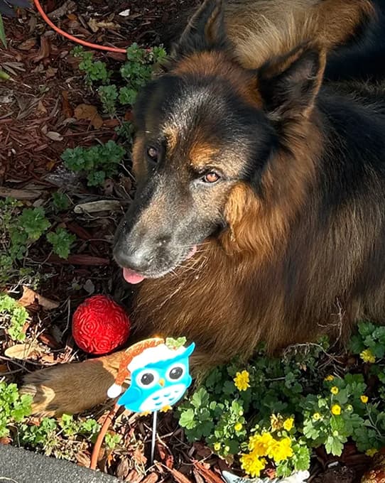 Buddy