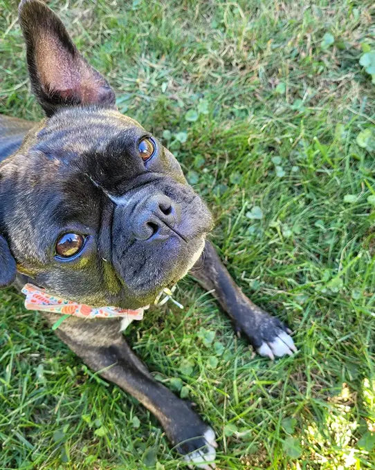 Max