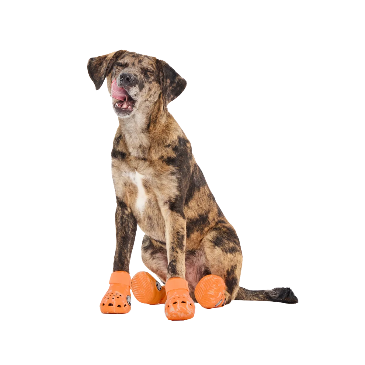 Crocs™ Shoes For Dogs#Color_Orange-Zing