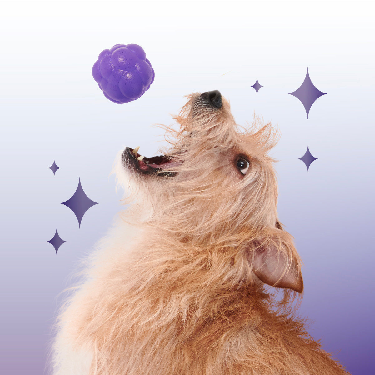 Crystal of the Month Club, Super Chewer Durable Monthly Dog Toys