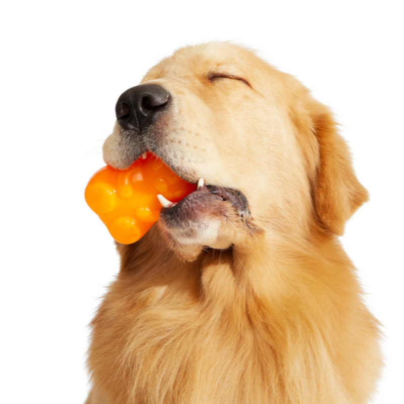 Happy golden retriever with toy