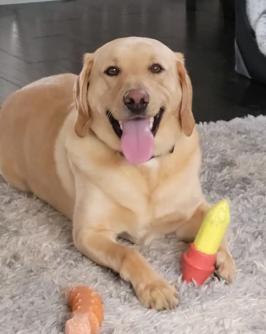 Buddy