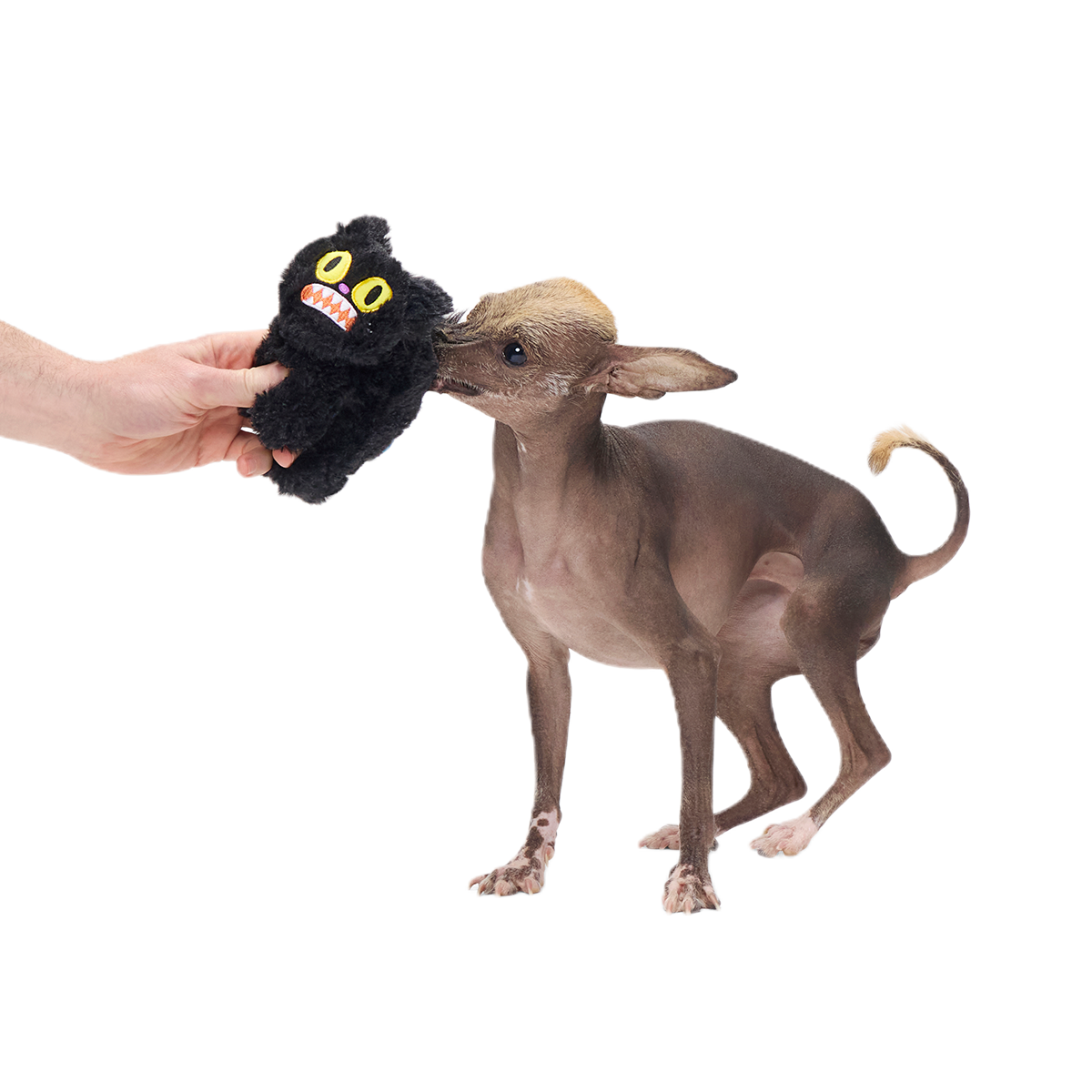 Scaredy Cat Plush Tug Dog Toy