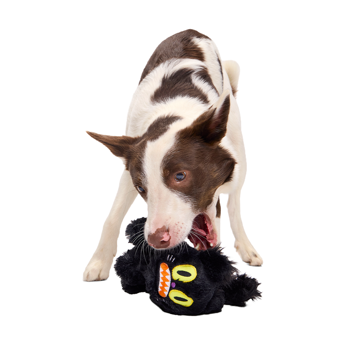 Scaredy Cat Plush Tug Dog Toy