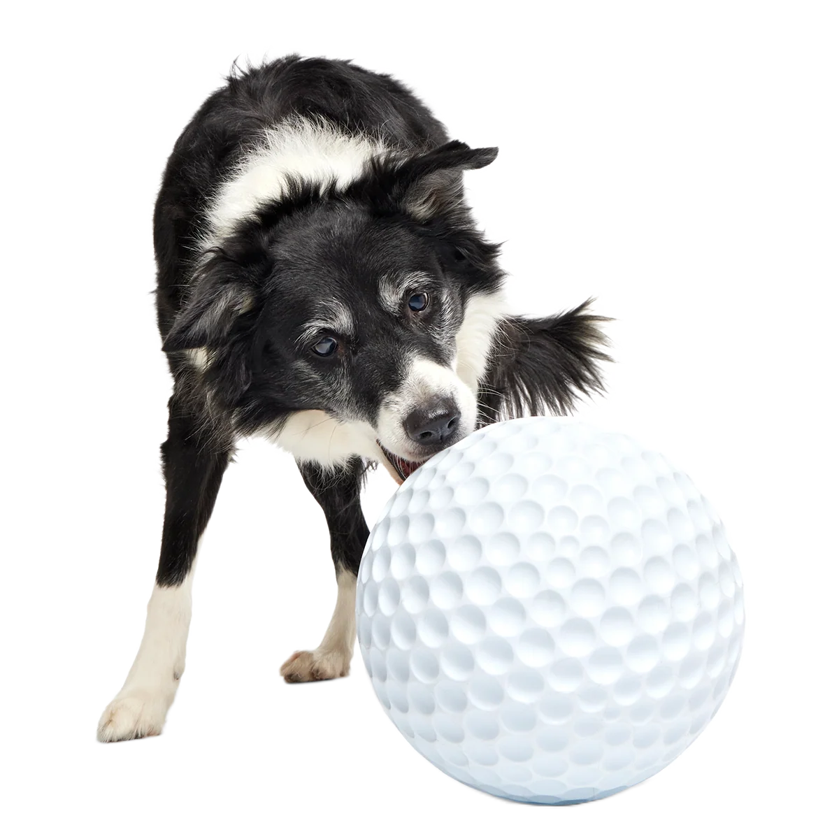 Big Swing Golf Ball Super Chewer Durable Extra-Large + Fetch Dog Toy