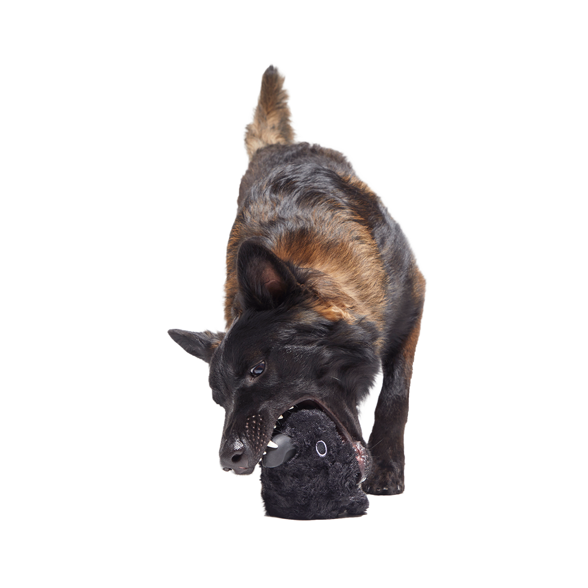 Throwth The Raven Super Chewer Durable 2-in-1 + Enrichment Dog Toy