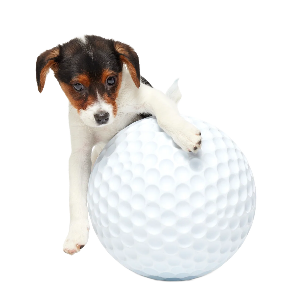 Big Swing Golf Ball Super Chewer Durable Extra-Large + Fetch Dog Toy
